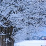 雪をまとった木々の枝