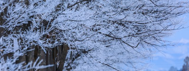 雪をまとった木々の枝