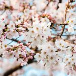 満開の桜花びら