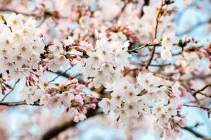 満開の桜花びら