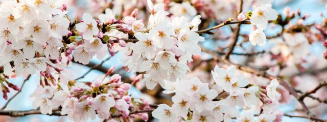 満開の桜花びら