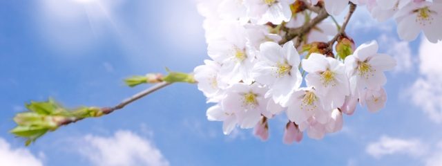 桜